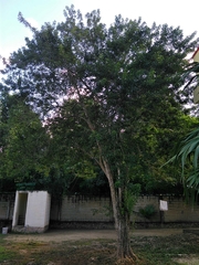 Thouinia paucidentata