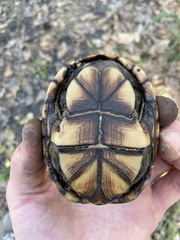 Kinosternon subrubrum