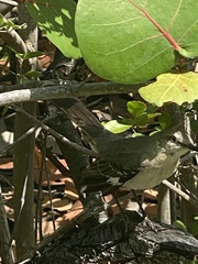 Mimus polyglottos image