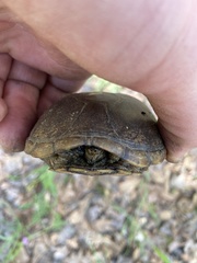 Kinosternon subrubrum