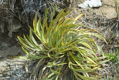 Aciphylla
