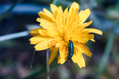 Psilothrix viridicoerulea