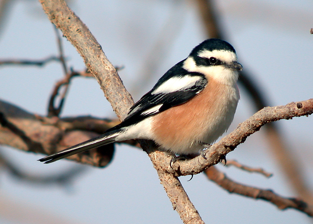 Masked Shrike photo