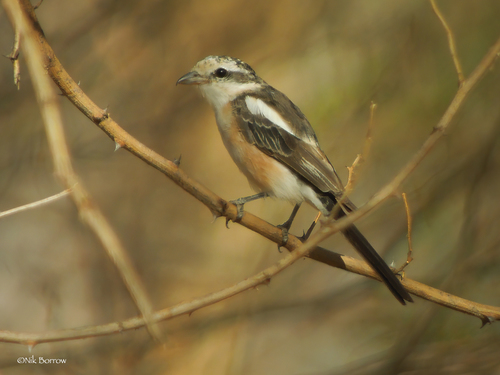 Masked Shrike