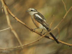 Masked Shrike photo 4