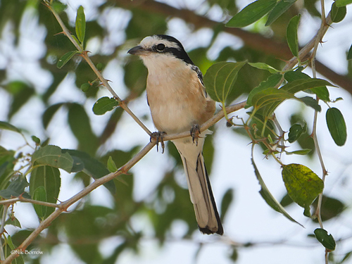 Masked Shrike