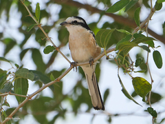 Masked Shrike photo 3