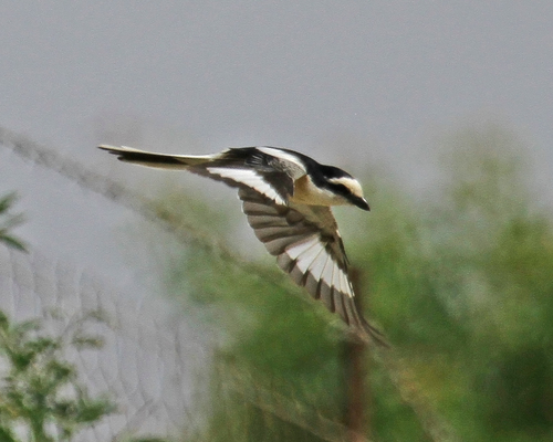 Masked Shrike