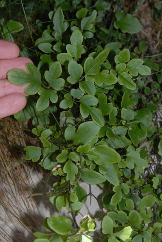 Clematis petriei, photograph 4