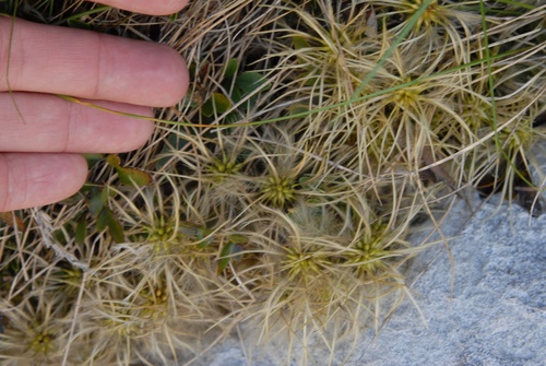 Clematis petriei, photograph 5