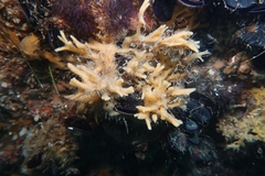 Halichondria bowerbanki