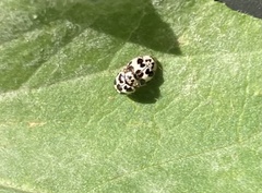 Psyllobora picta
