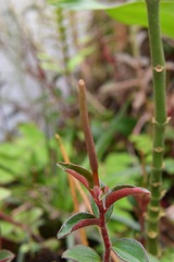 Peperomia consoquitlana