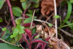 Peperomia consoquitlana