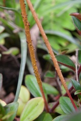 Peperomia consoquitlana