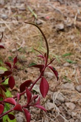 Peperomia consoquitlana