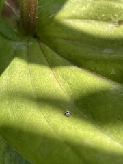 Psyllobora picta