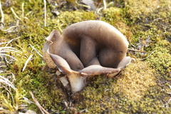 Dissingia leucomelaena