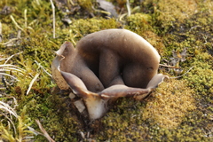 Dissingia leucomelaena