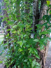 Thouinia paucidentata