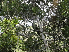 Lipaugus weberi