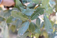 Quercus crispipilis