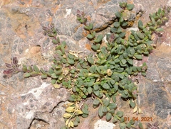 Chaenorhinum origanifolium crassifolium