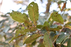 Quercus crispipilis
