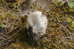 Dissingia leucomelaena