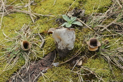 Dissingia leucomelaena