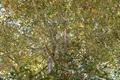 Quercus crispipilis