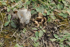 Dissingia leucomelaena