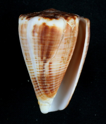 Gladiator Cone (Conus gladiator) · iNaturalist NZ