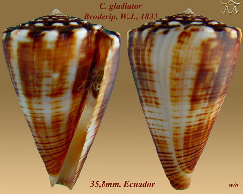 Gladiator Cone