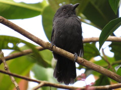 Thamnophilus unicolor