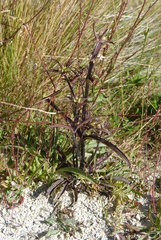 Gentianella corymbifera