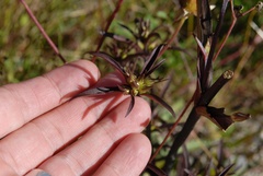 Gentianella corymbifera