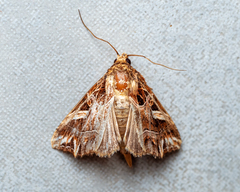 Callopistria exotica