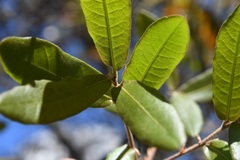 Quercus crispipilis