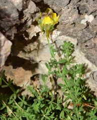 Linaria verticillata verticillata