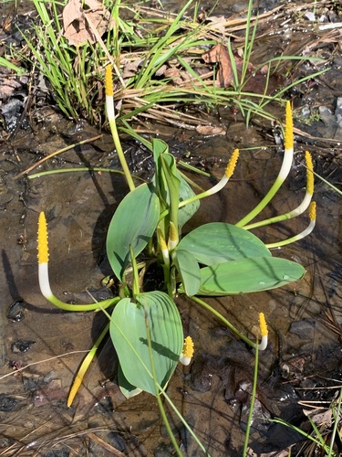 Orontium