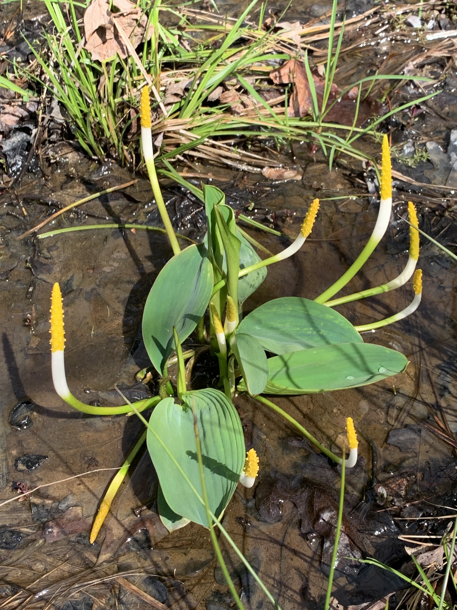Orontium