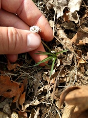 Lomatium nevadense
