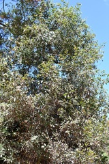 Quercus ocoteifolia