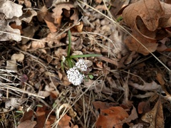 Lomatium nevadense