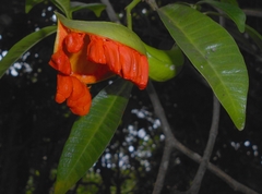 Tabernaemontana alba