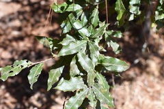 Quercus ocoteifolia