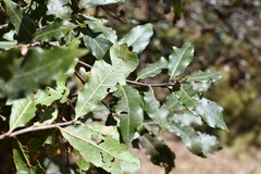 Quercus ocoteifolia