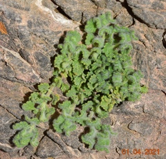 Teucrium rotundifolium