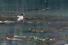 Gallinula chloropus